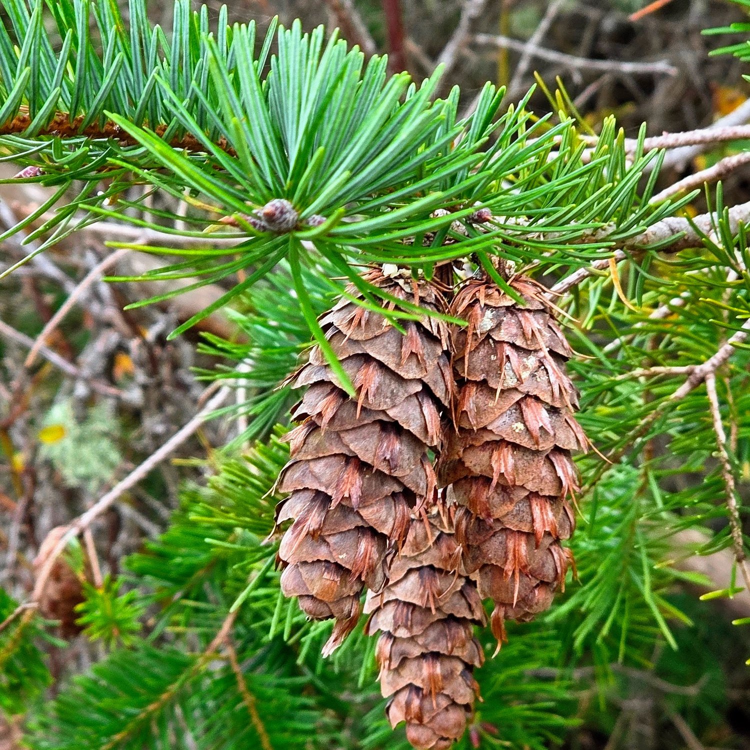 winter nature solstice fir cone