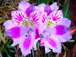 free gift pink flowers