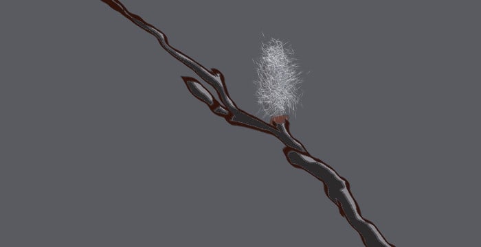 flower bud on a branch