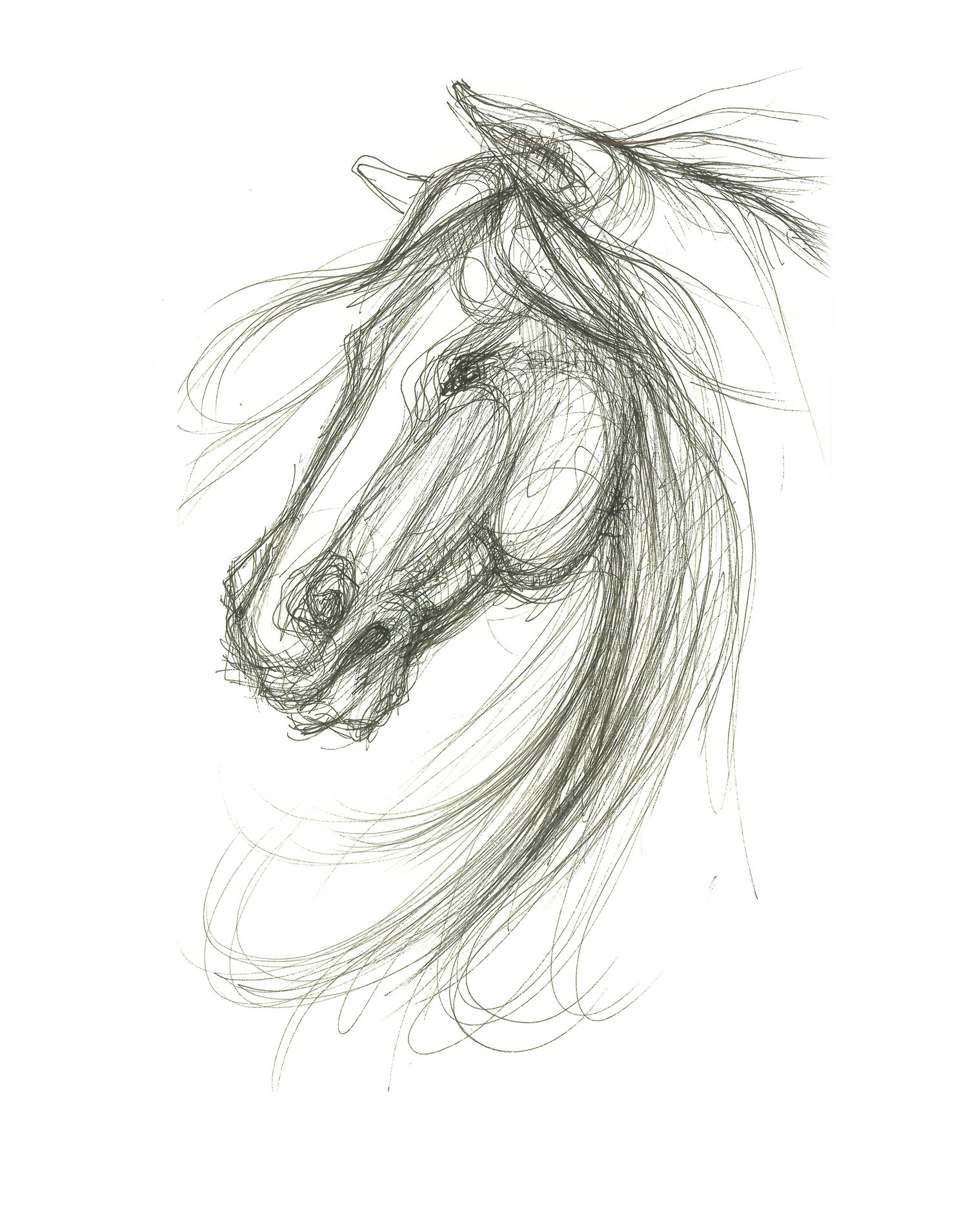 Dynamic ink sketch of a horses head.