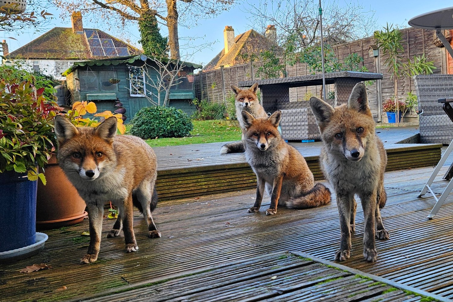 Garden foxes - Katie, Danny, Barb and Allie (left to right)