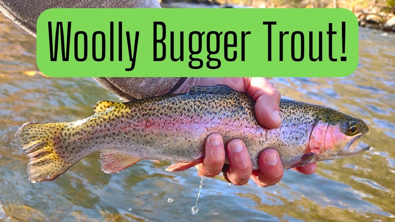 Maryland rainbow trout held just above the water by fly fishing guide Matt Campbell, caught on a Woolly Bugger.