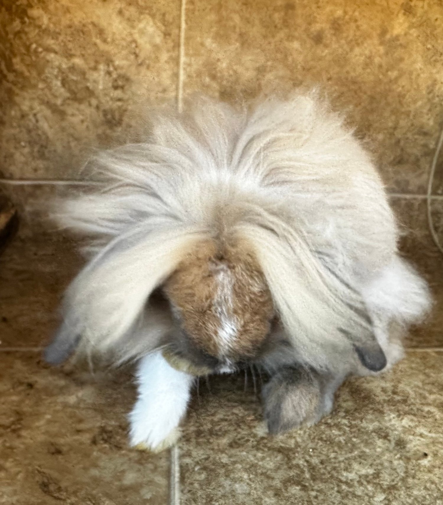 Rabbit, long hair bunny, lionshead pet bunny