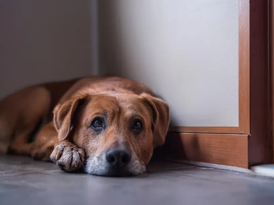 resilience building protocol for dogs