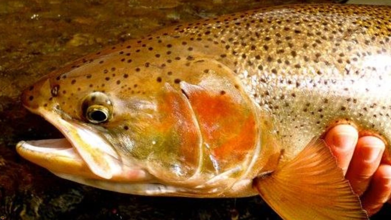 Close-up of a large Southeast Alaska steelhead caught by fly fishing guide Matt Campbell.