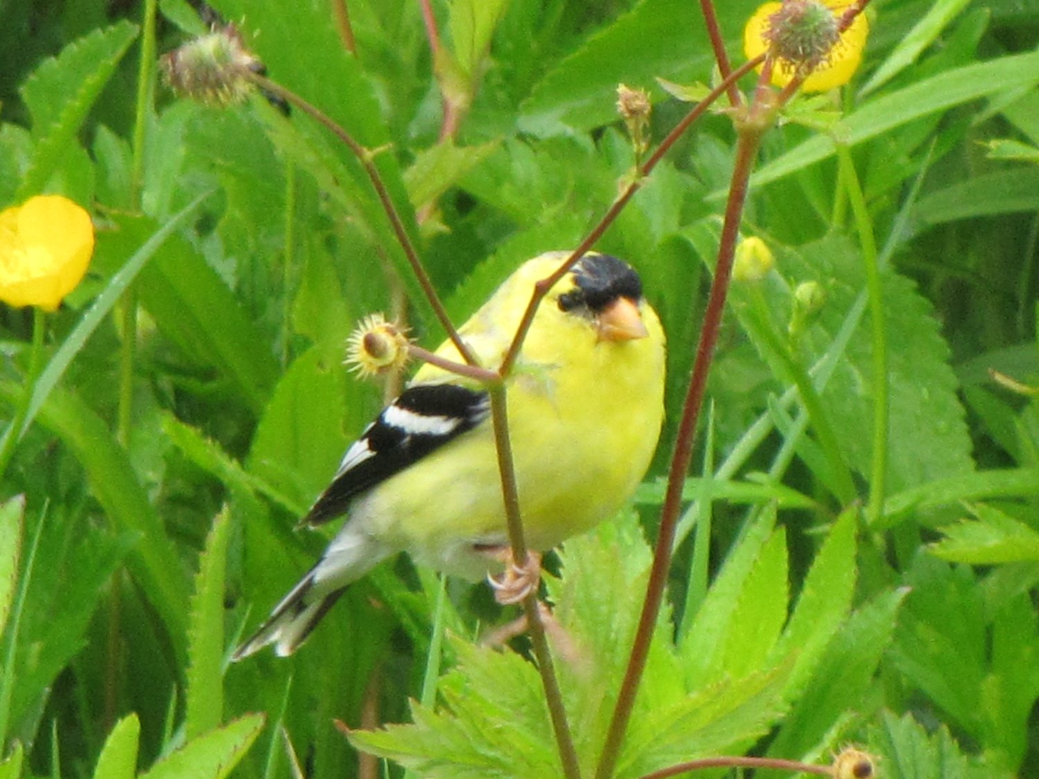 American Goldfinch