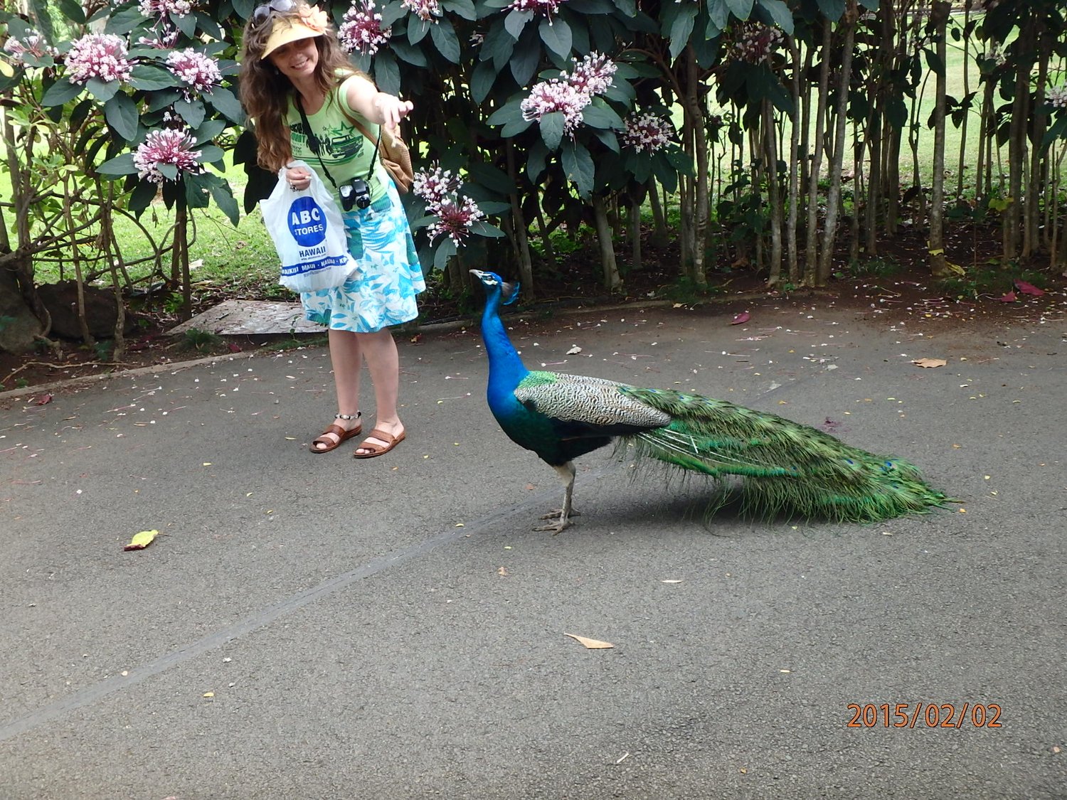 peacock - peafowl