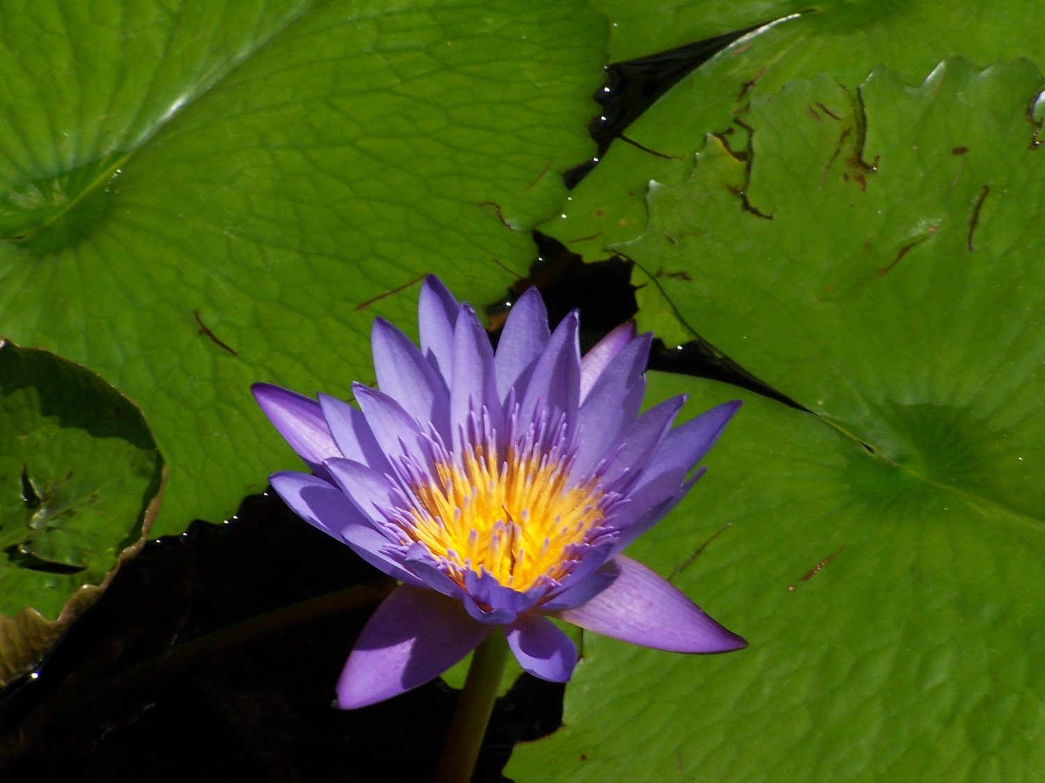 Water Lily