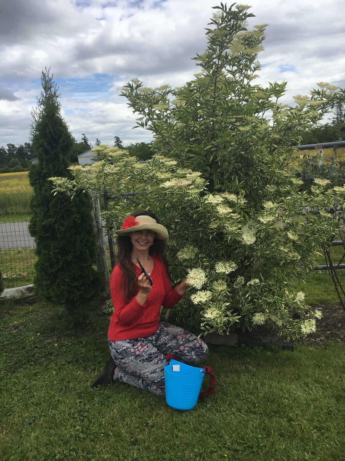 elderberry flower bush and Bibiana