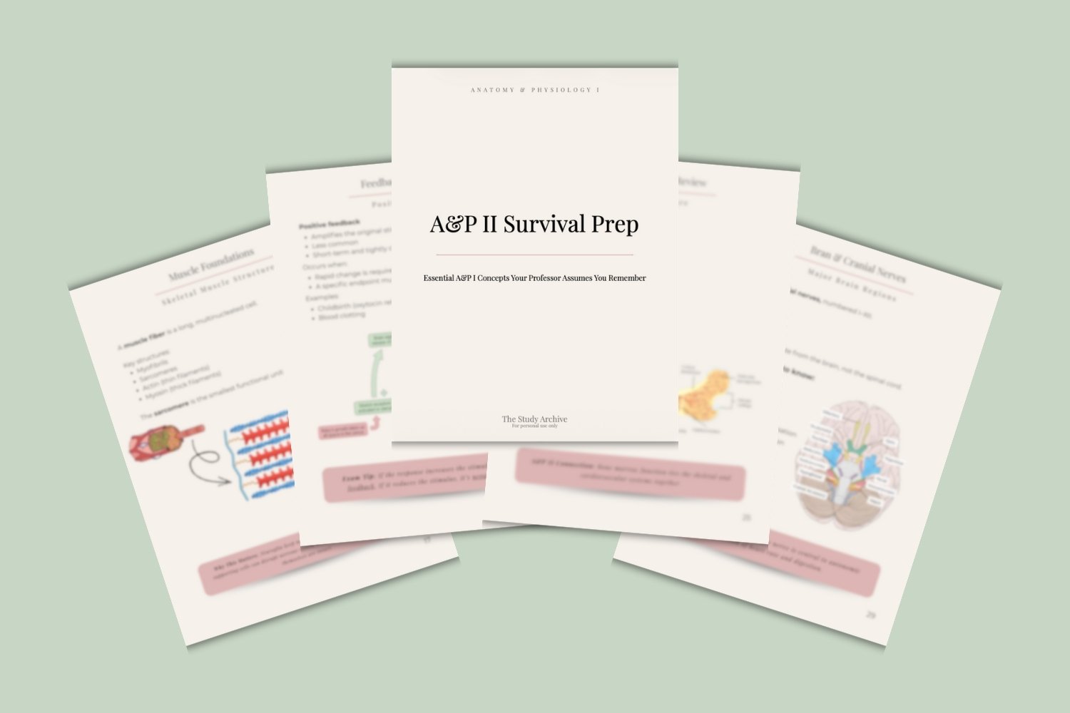Starting Anatomy & Physiology II? These are the A&P I concepts professors assume you remember—and how to refresh them without rereading the textbook.
