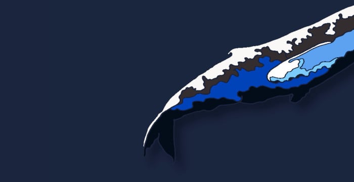 humpback calf in colour