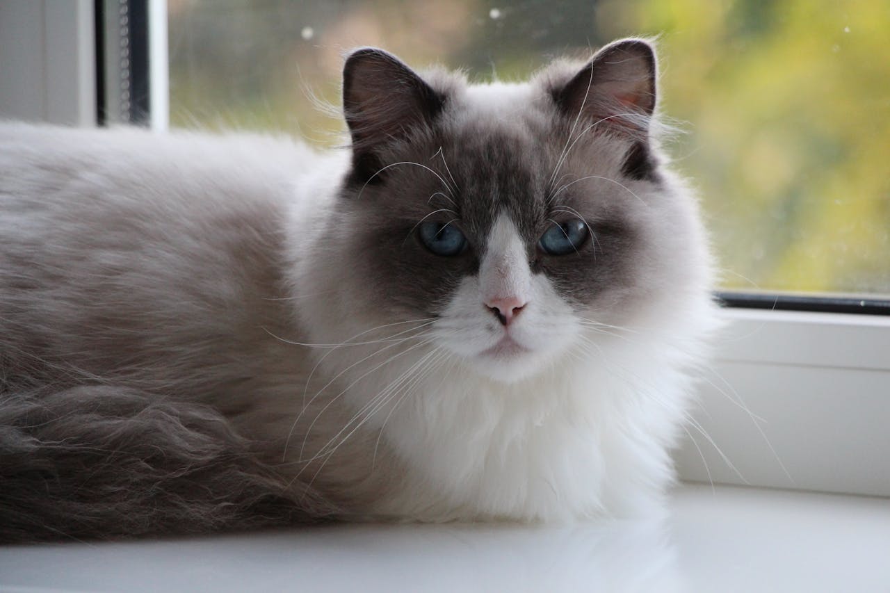 ragdoll cat sitting in window