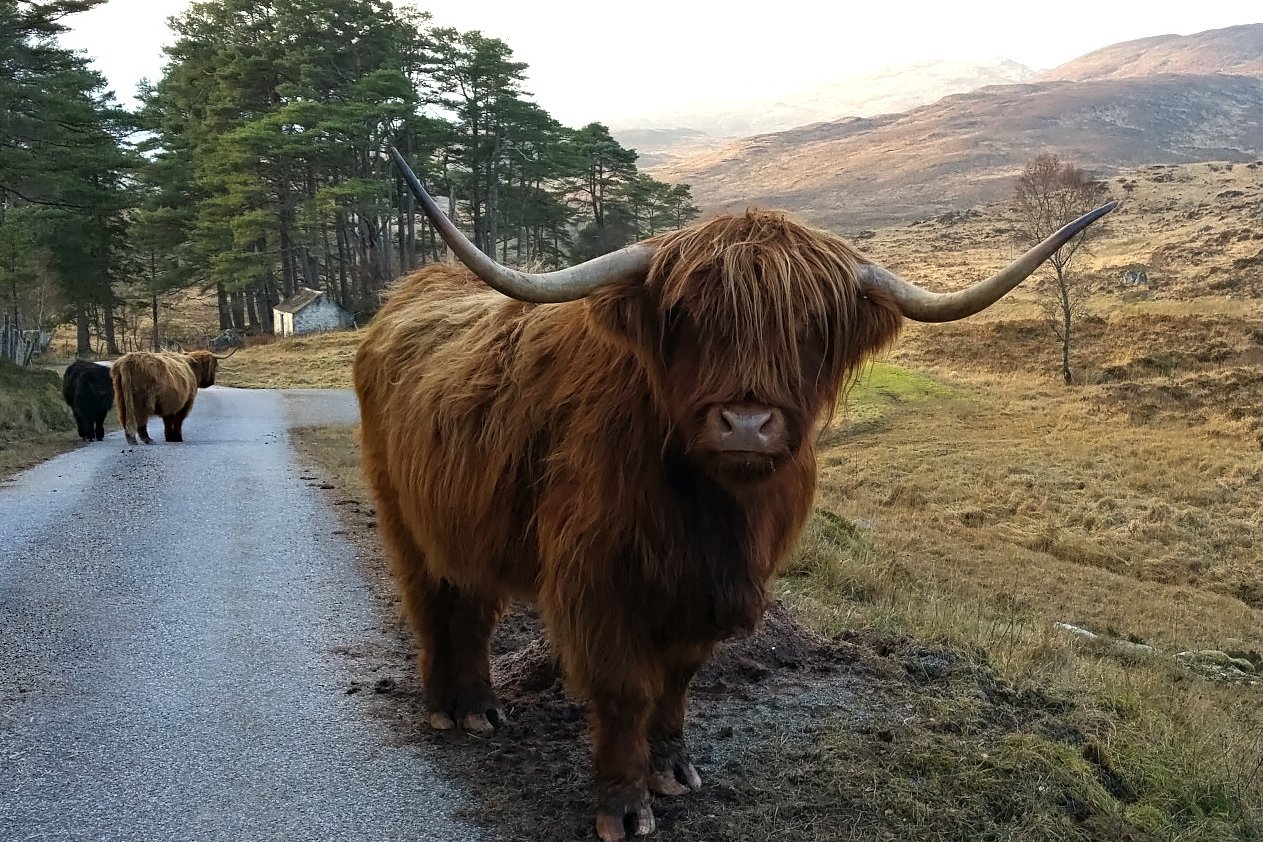 Highland cattle walking along a quiet rural road in the Scottish Highlands, photographed in natural daylight with rolling hills and woodland in the background.