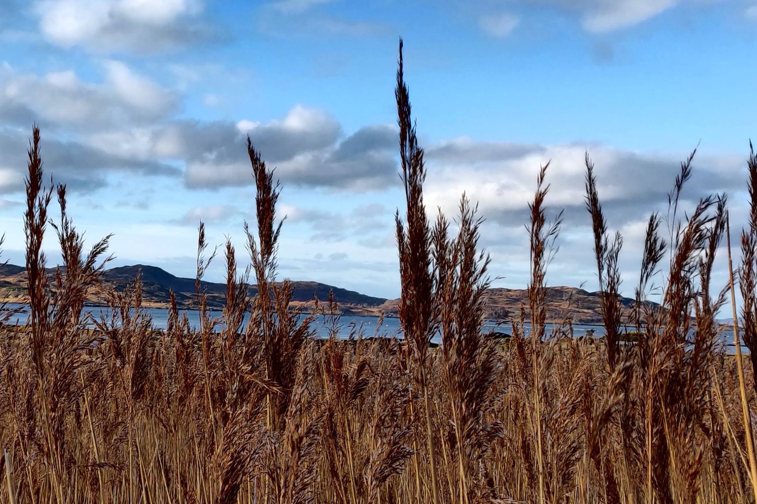 Tall dried grasses in the foreground overlooking a Scottish loch, with distant hills and a blue sky scattered with clouds, photographed in natural daylight in the Scottish Highlands.