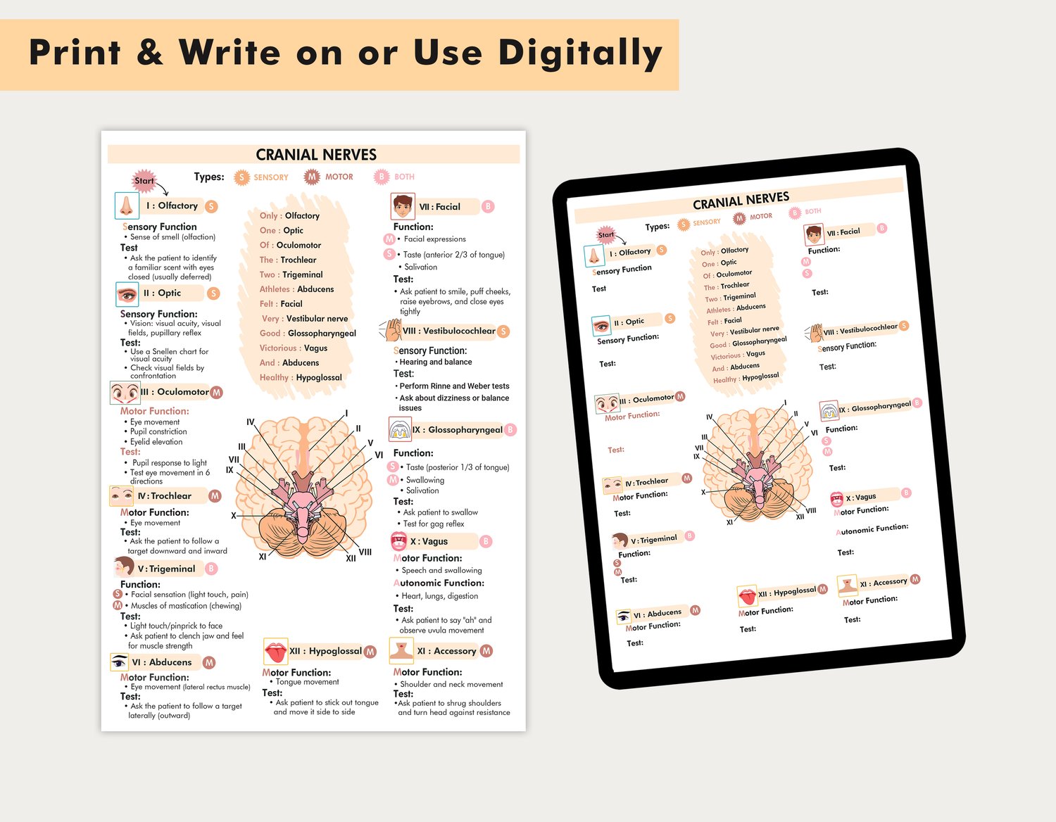 Cranial Nerve Nursing Study Guide PDF | 12 Cranial Nerves Cheat Sheet ...