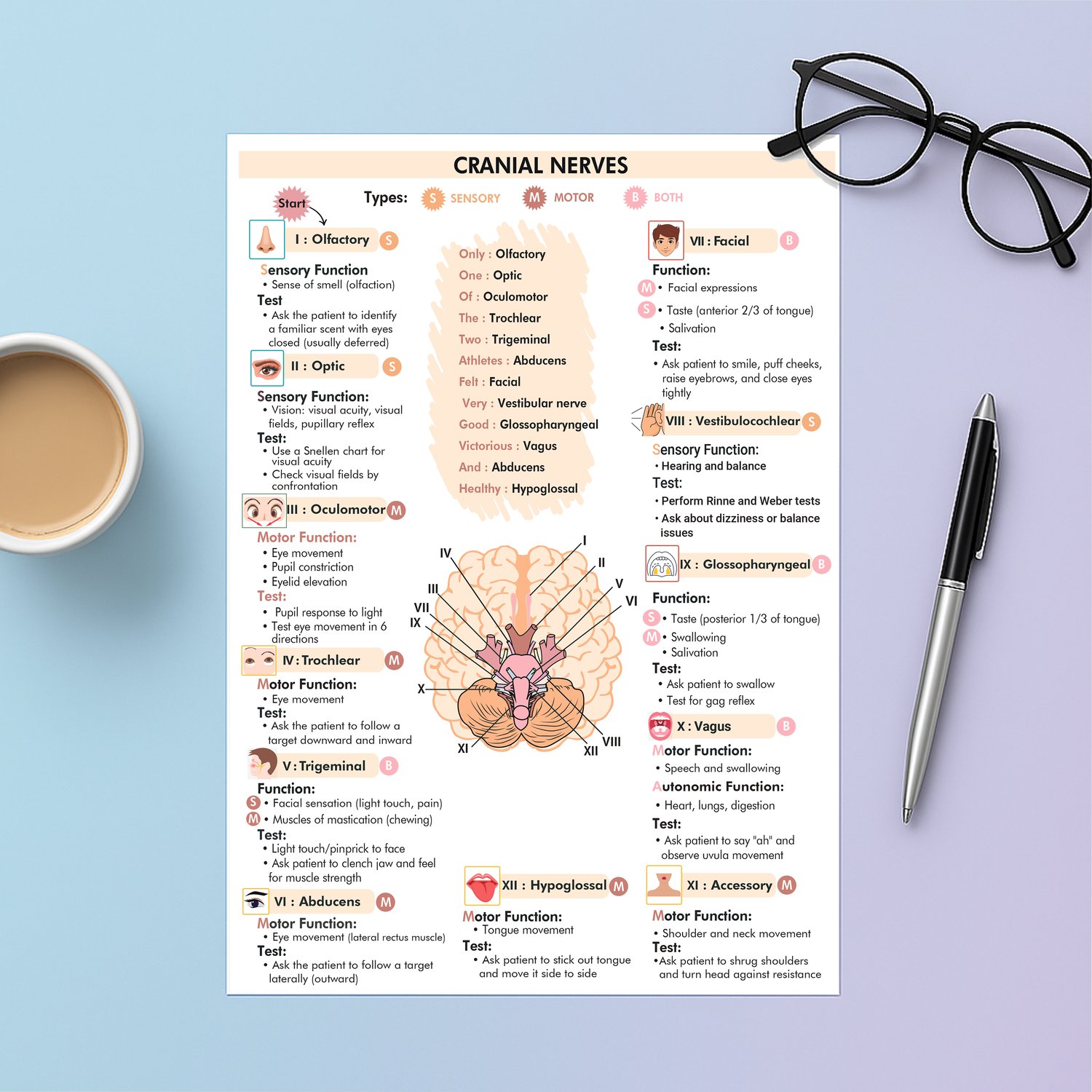 Cranial Nerve Nursing Study Guide PDF | 12 Cranial Nerves Cheat Sheet ...