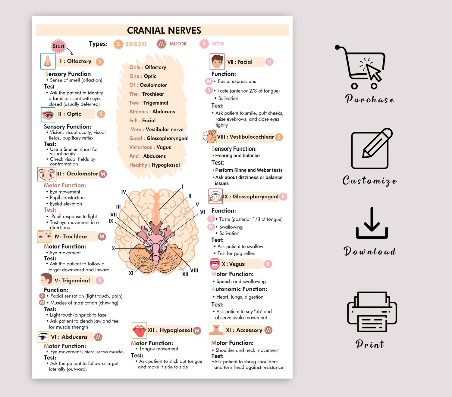 Cranial Nerve Nursing Study Guide PDF | 12 Cranial Nerves Cheat Sheet ...