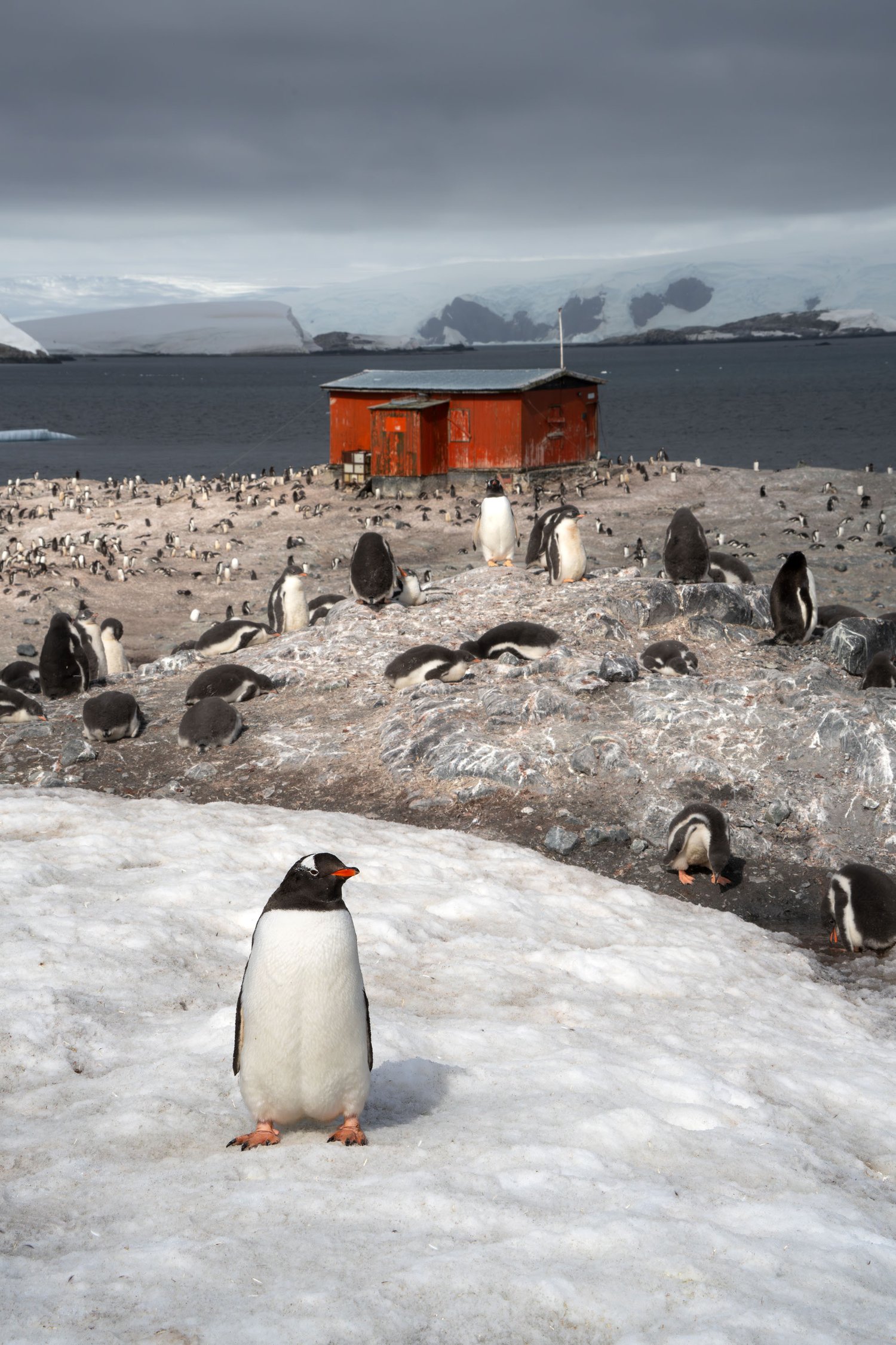 Antarctica wildlife gentoo penguin flag iceberg