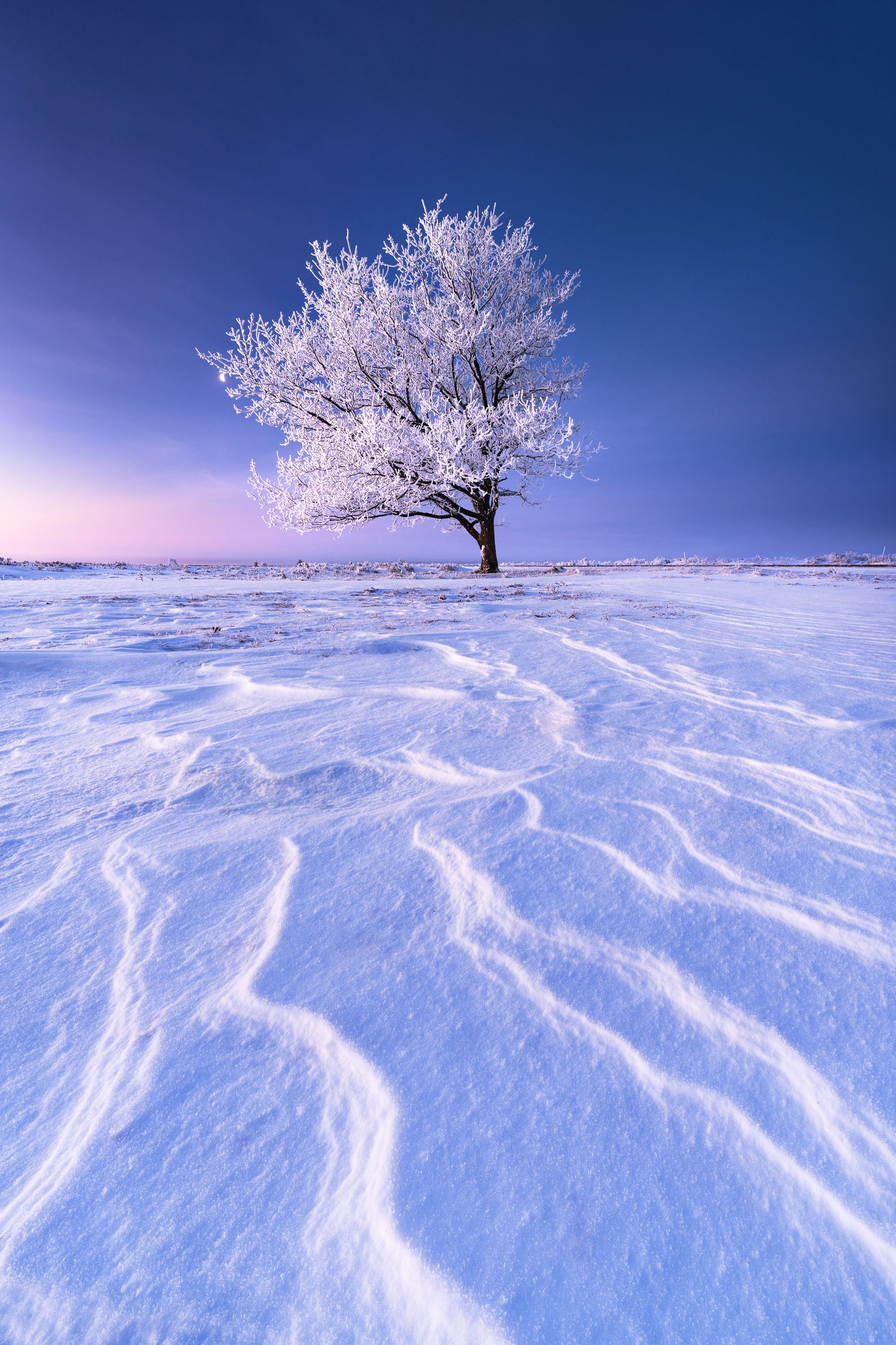 Lone tree frost hoarfrost sunrise winter landscape photography denmark snow