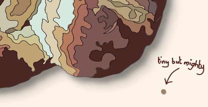 grain of yeast next to a loaf