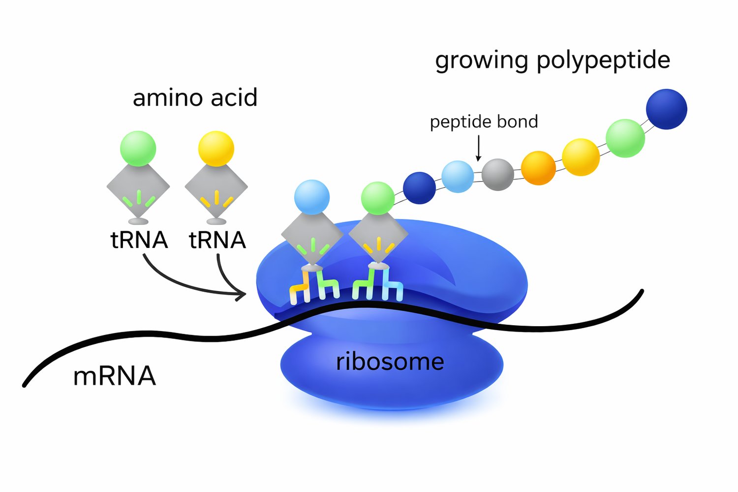 translation 1st rank biology