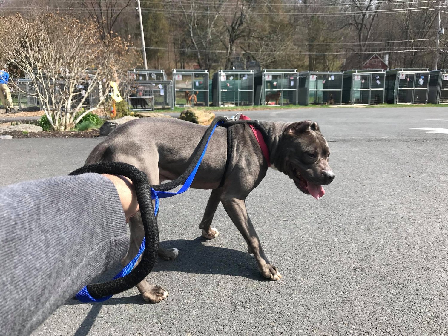 Shelter dog being walked on a double‑leash safety setup in a shelter environment, demonstrating calm handling and safe through a shelter environment.