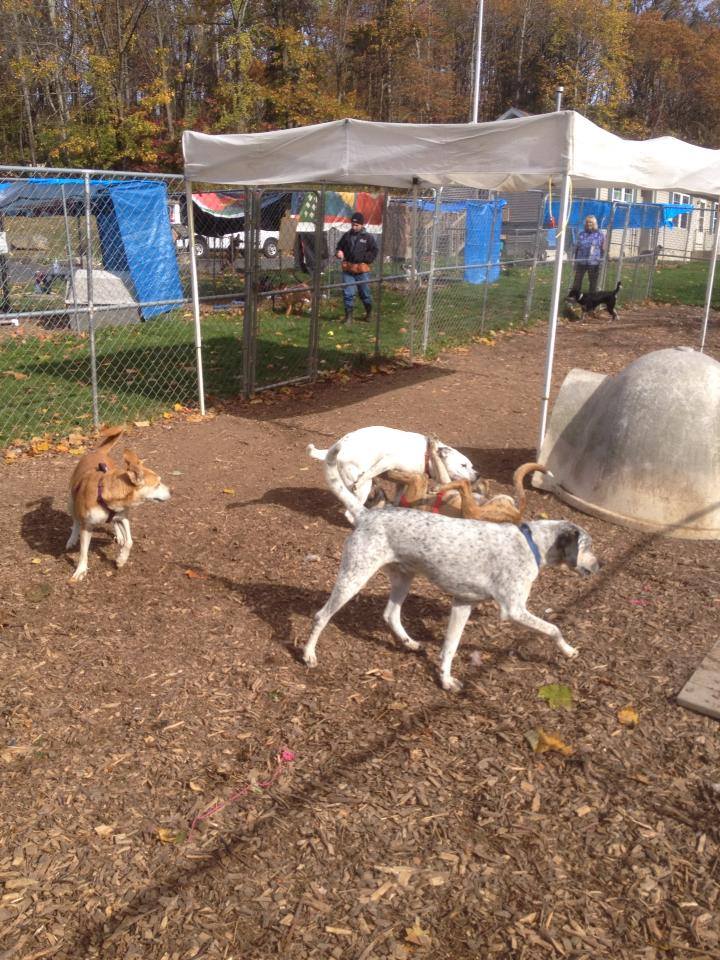 Group of shelter dogs in a supervised playgroup, showing safe social interaction and enrichment in a rescue or shelter environment.