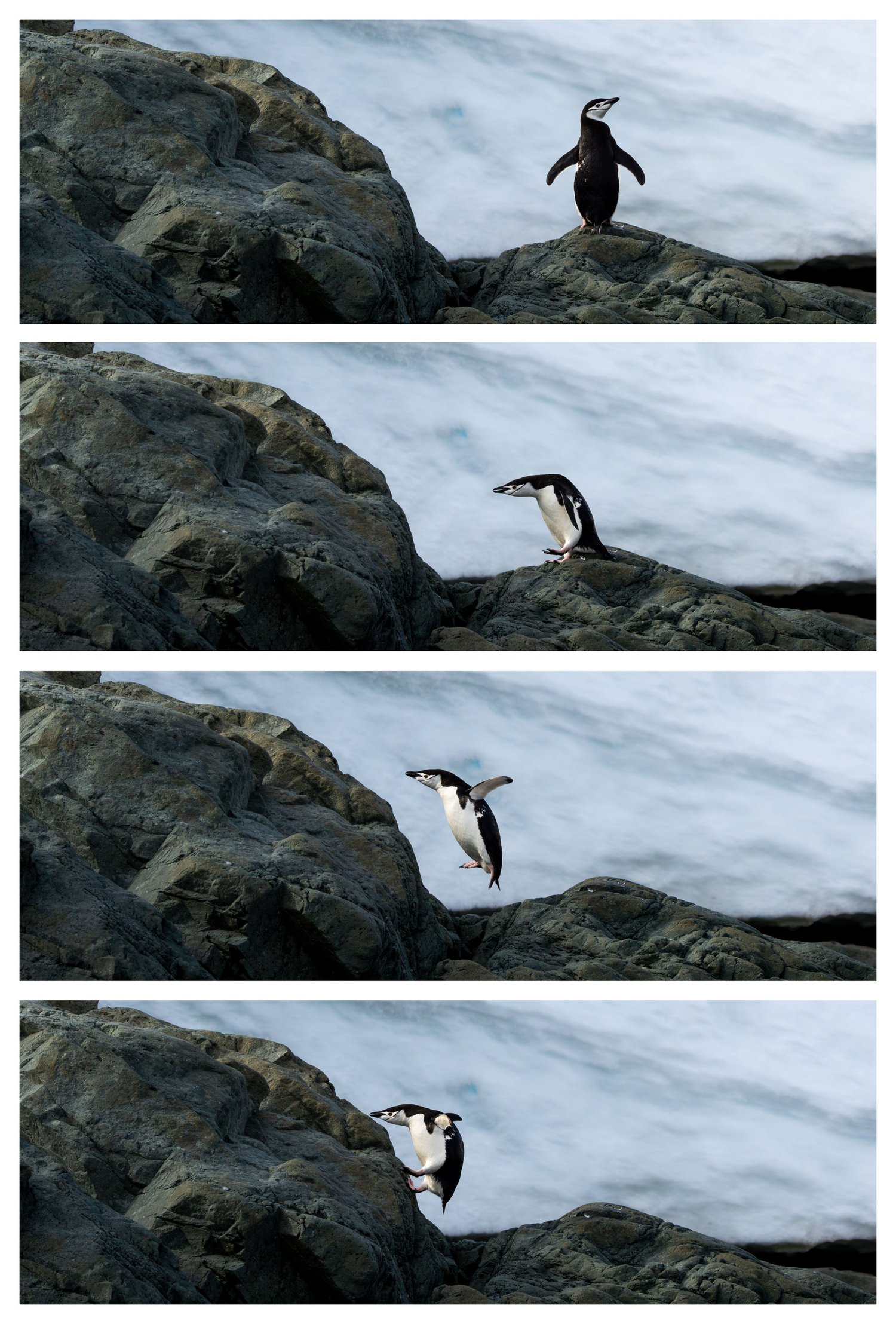 Antarctica chinstrap penguin jump 6