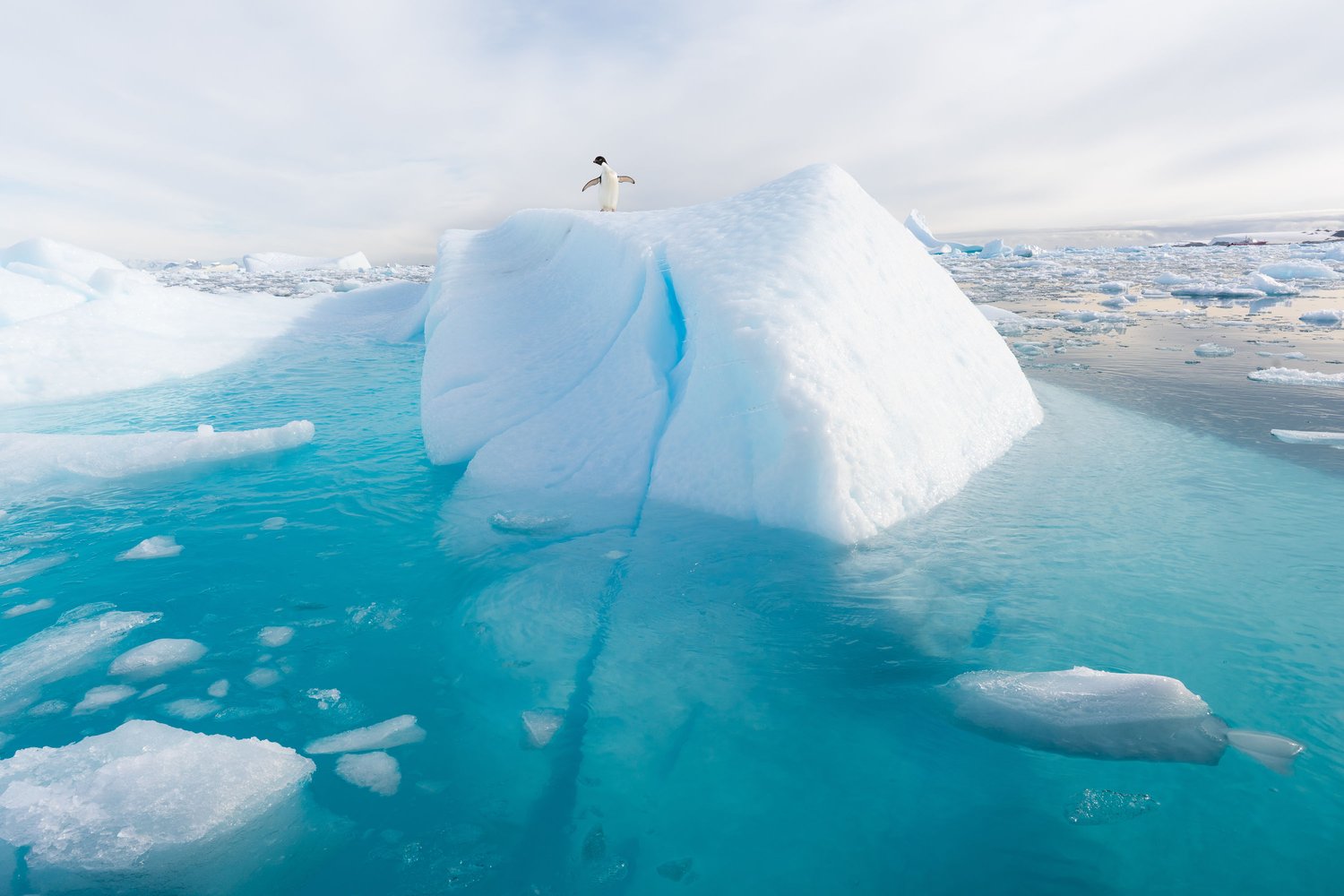 Antarctica penguin iceberg light wildlife photography 6 adelie