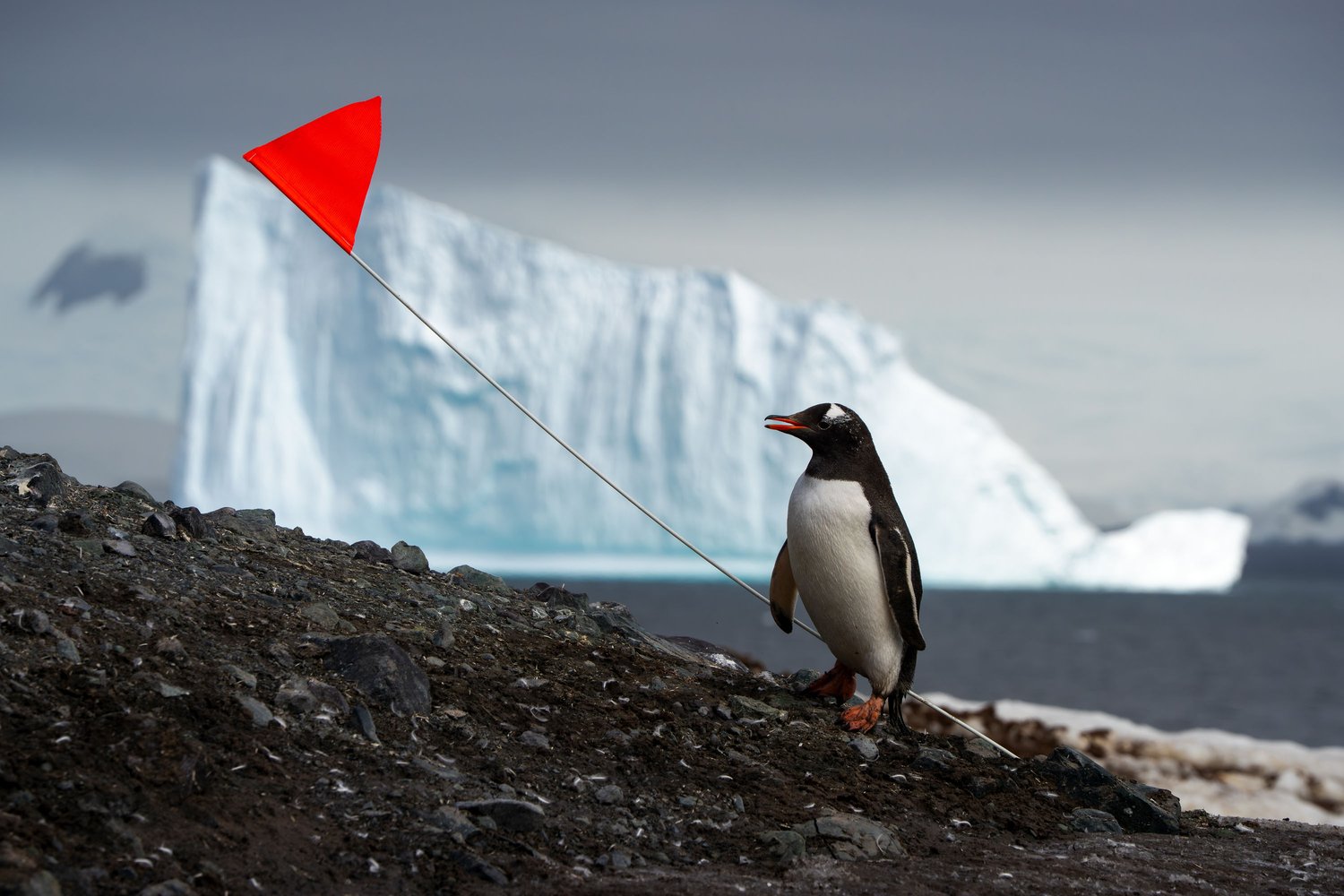 Antarctica wildlife gentoo penguin flag iceberg 2