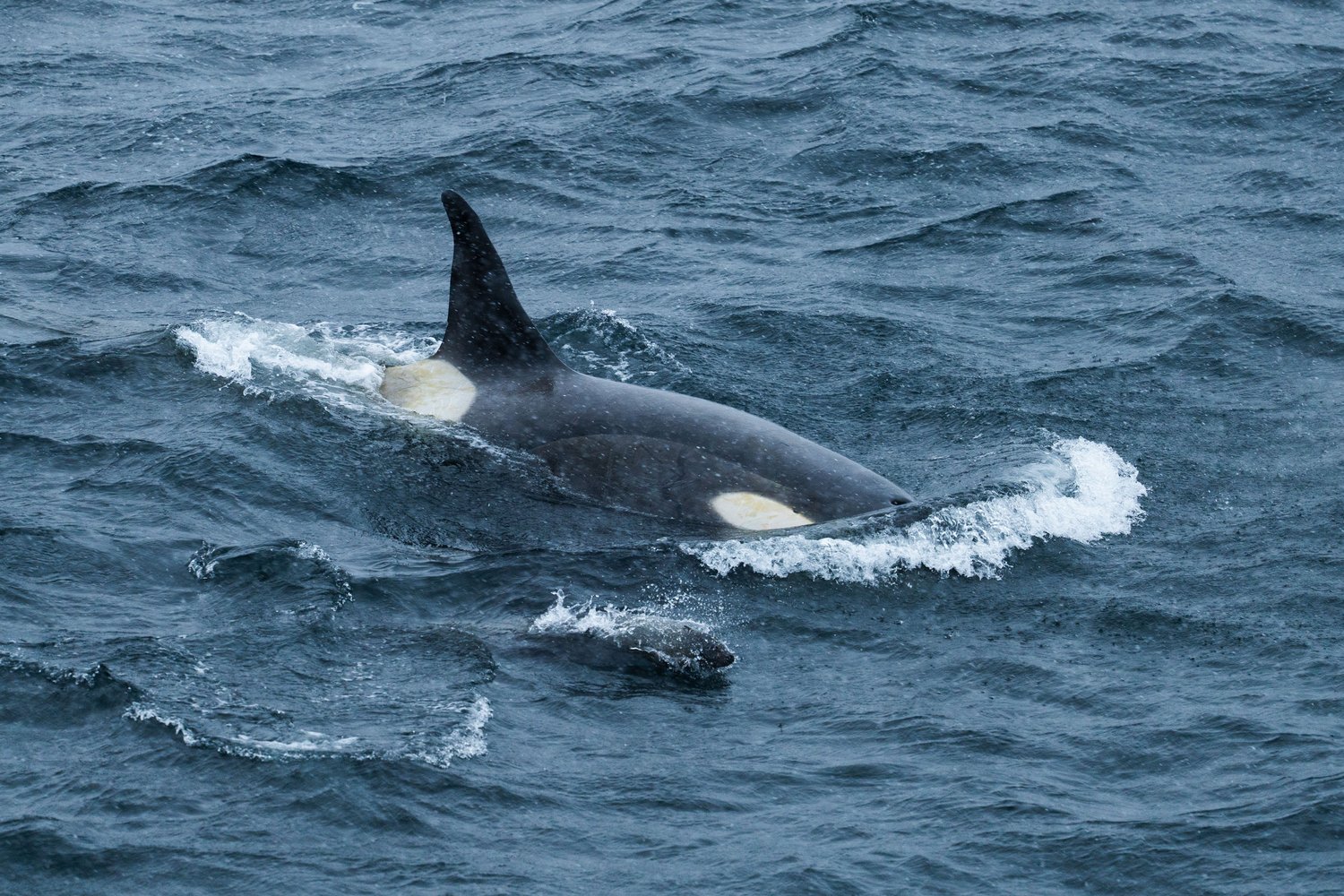 Antarctica orca seal hunt wildlife photography