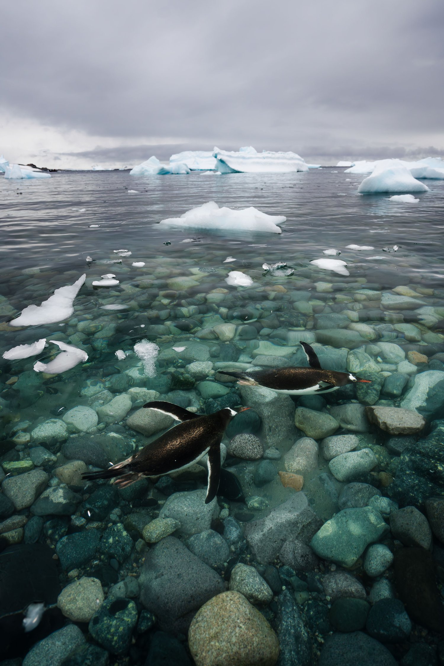 Antarctica penguins gentoo swimming under water wide-angle wildlife photography jumping ice icebergs