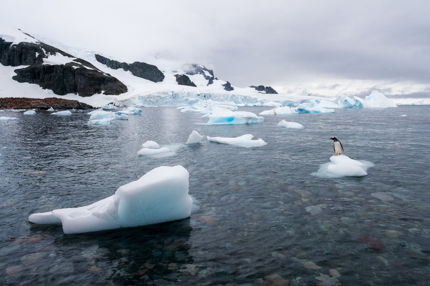 Antarctica penguin iceberg light wildlife photography 9 gentoo