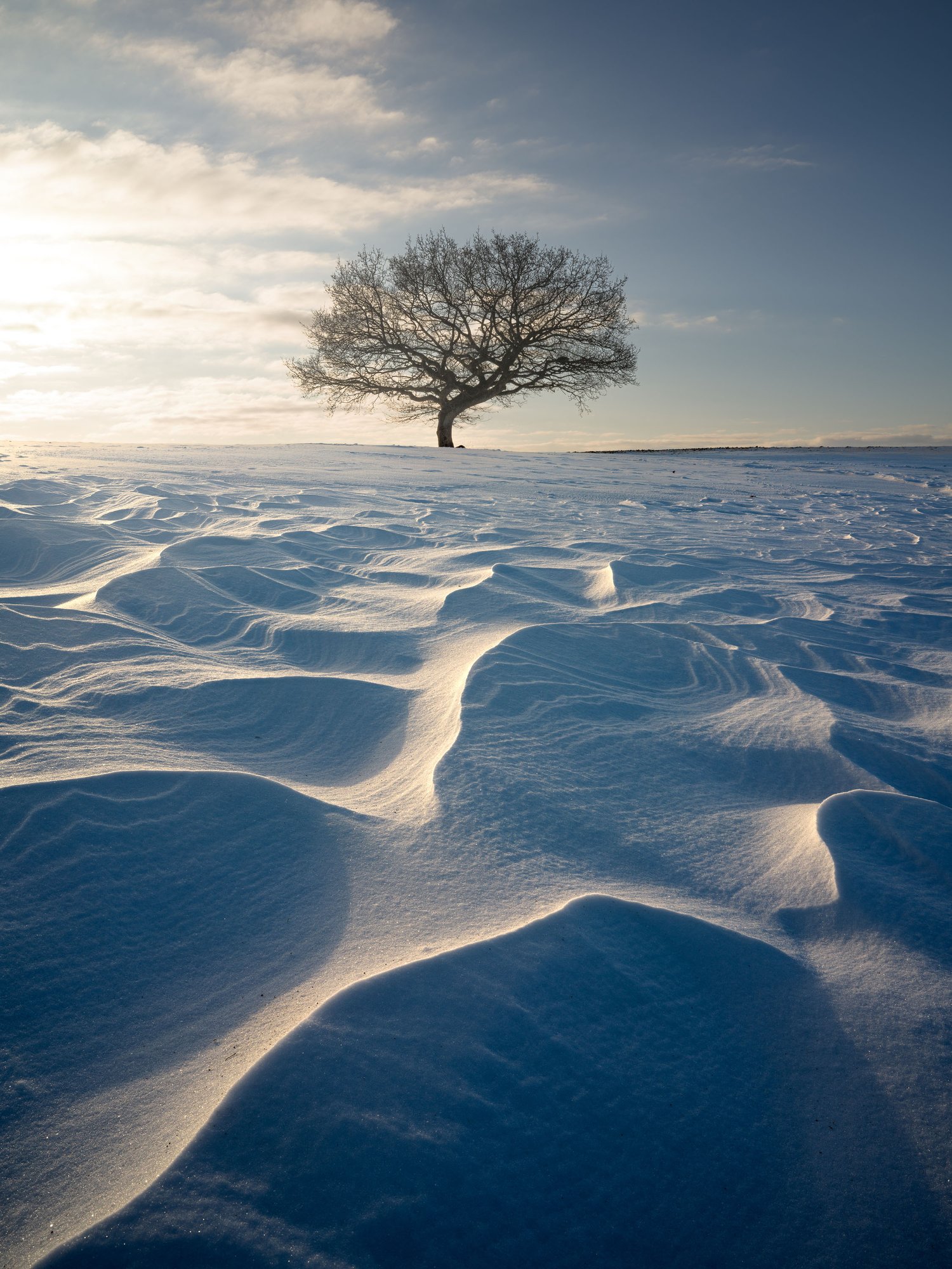 Lone tree zealnd sjælland winter landscape photography denmark snow shapes abstract foreground depth hasselblad x2d 1