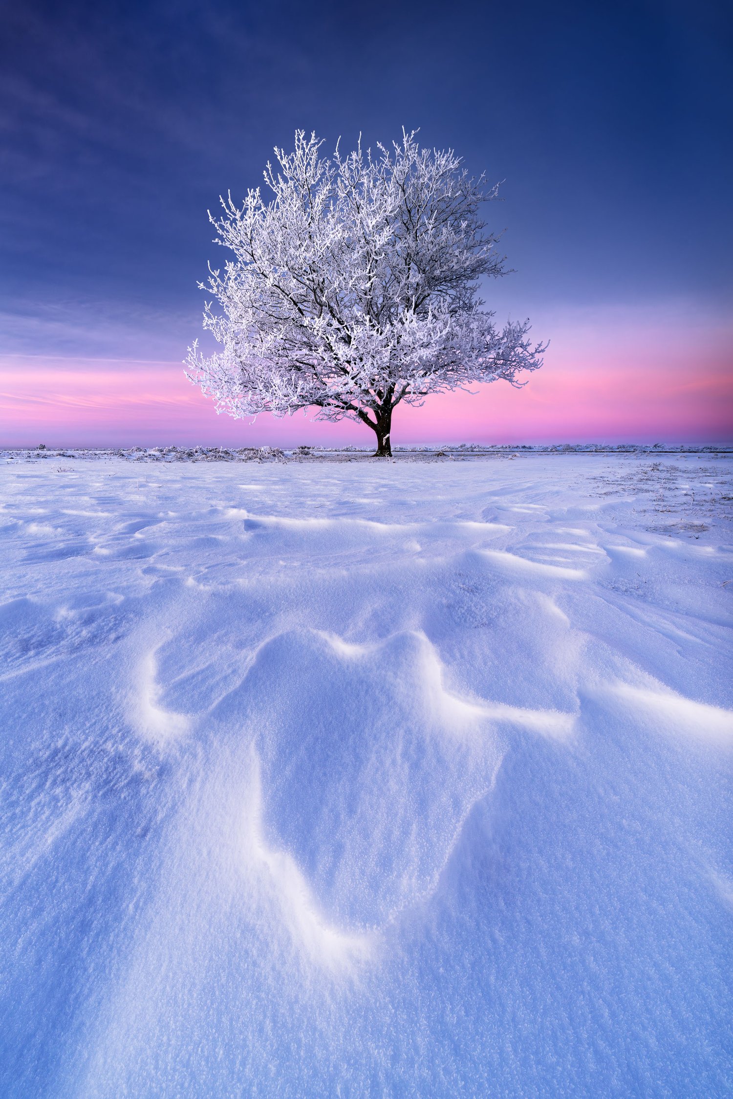 Lone tree frost hoarfrost sunrise winter landscape photography denmark snow 11