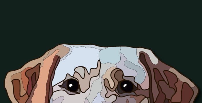 labrador's eyes looking over the edge