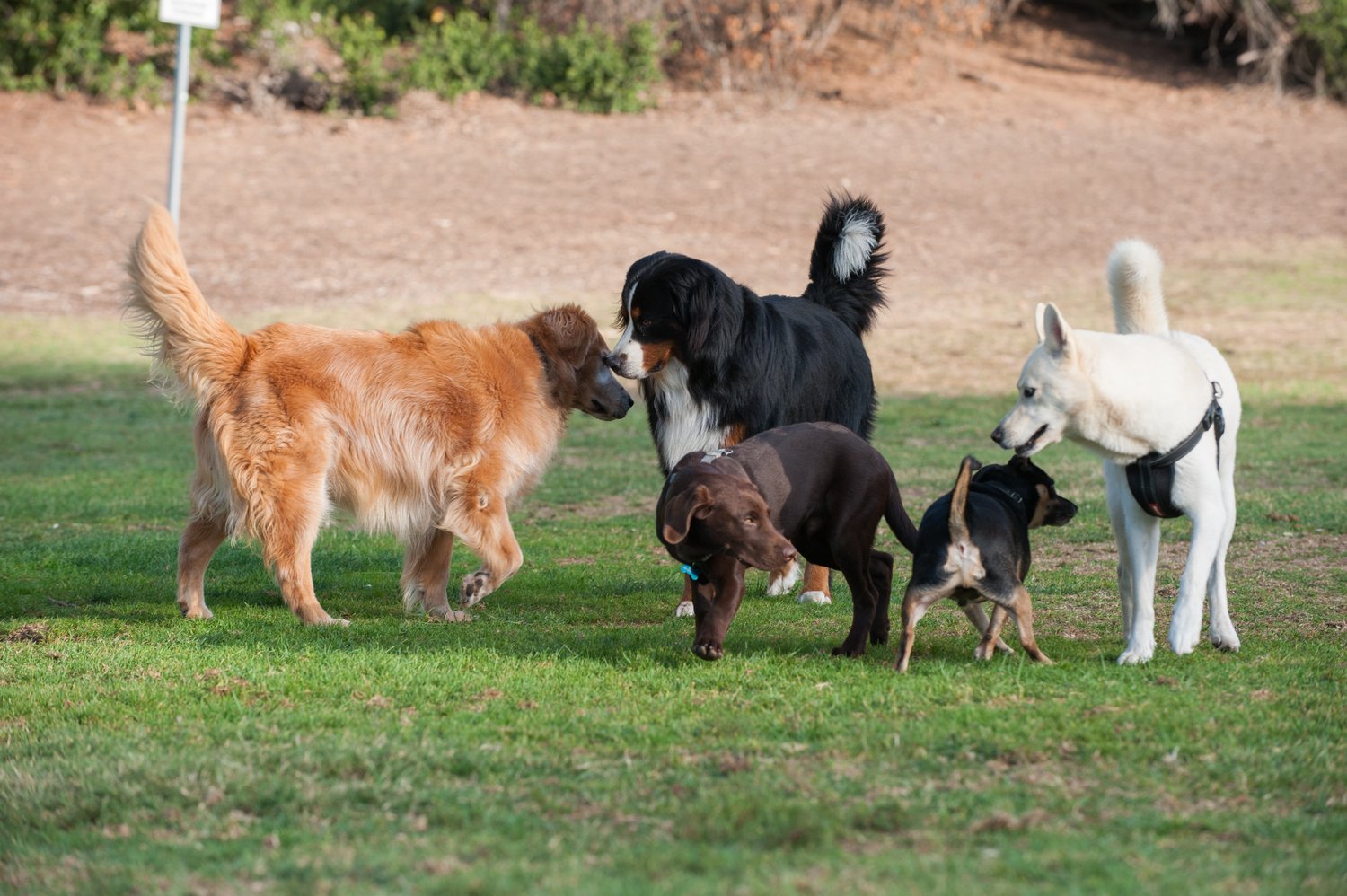 Beginner guide to preventing common dog behavior issues using simple structure, management, and a default sit for communication