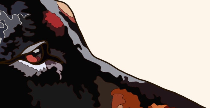 close up eye of dobermann