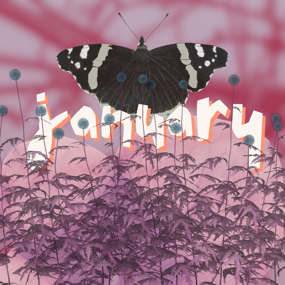 A digital collage with wildflowers and a black butterfly. Text reads January.