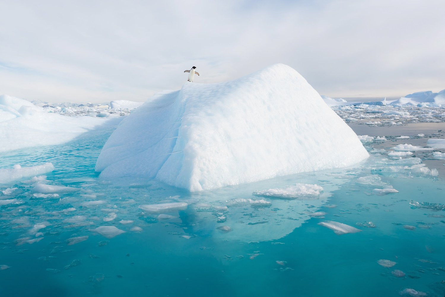 Antarctica penguin iceberg light wildlife photography adelie