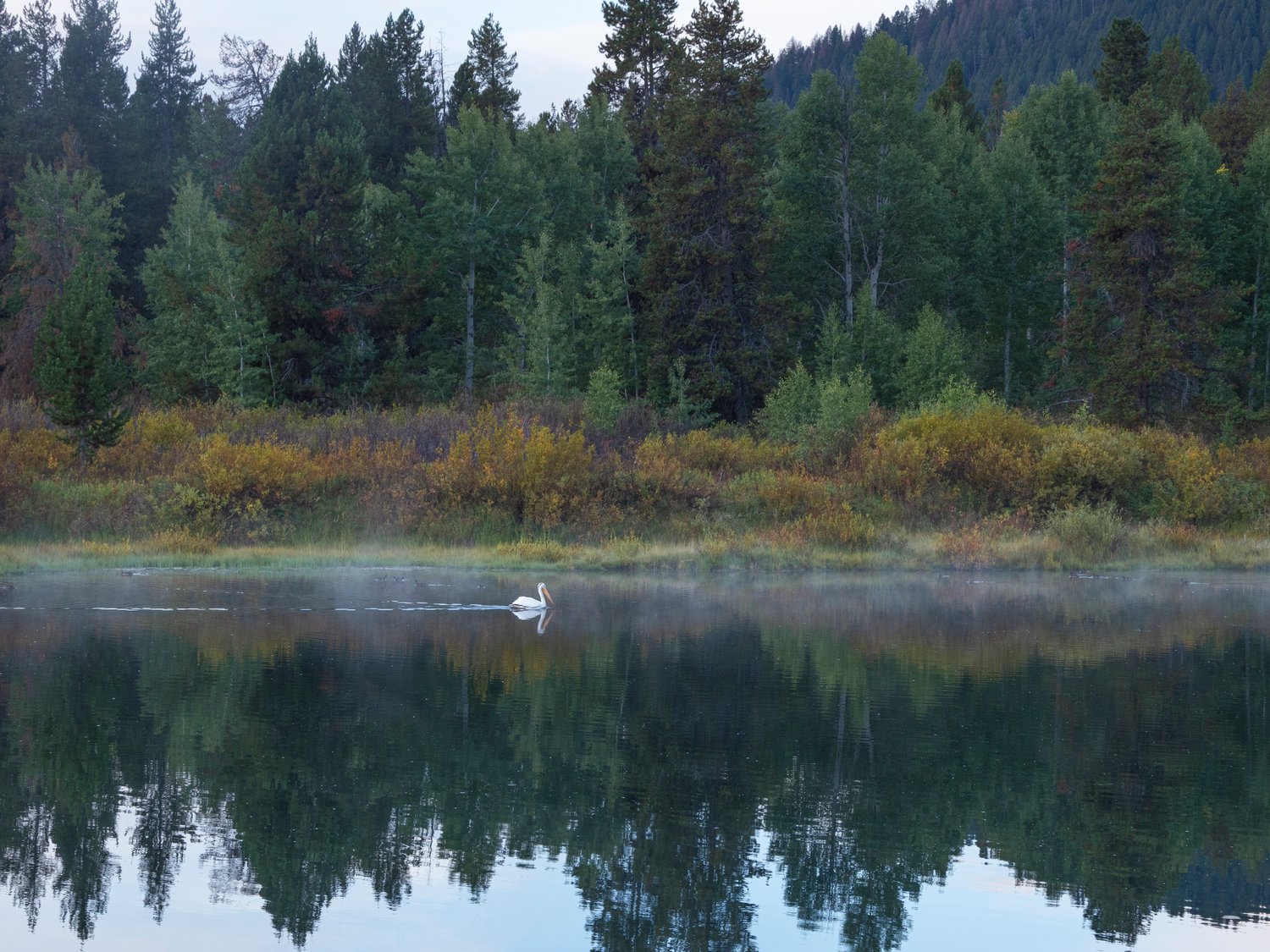 Egret, river, Snake River, Grand Teton National Park
