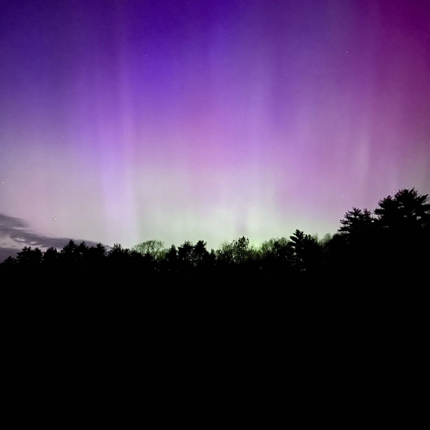 A silhouetted tree line in front of the Aurora Borialis, which is bright purple with some green at the horizon