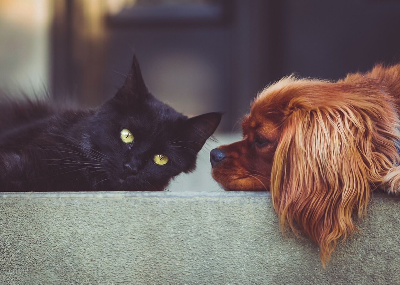 Techniques pour soulager les animaux