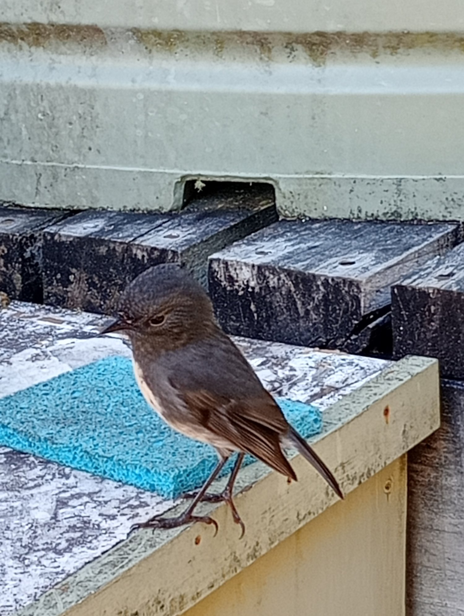 NZ Robin