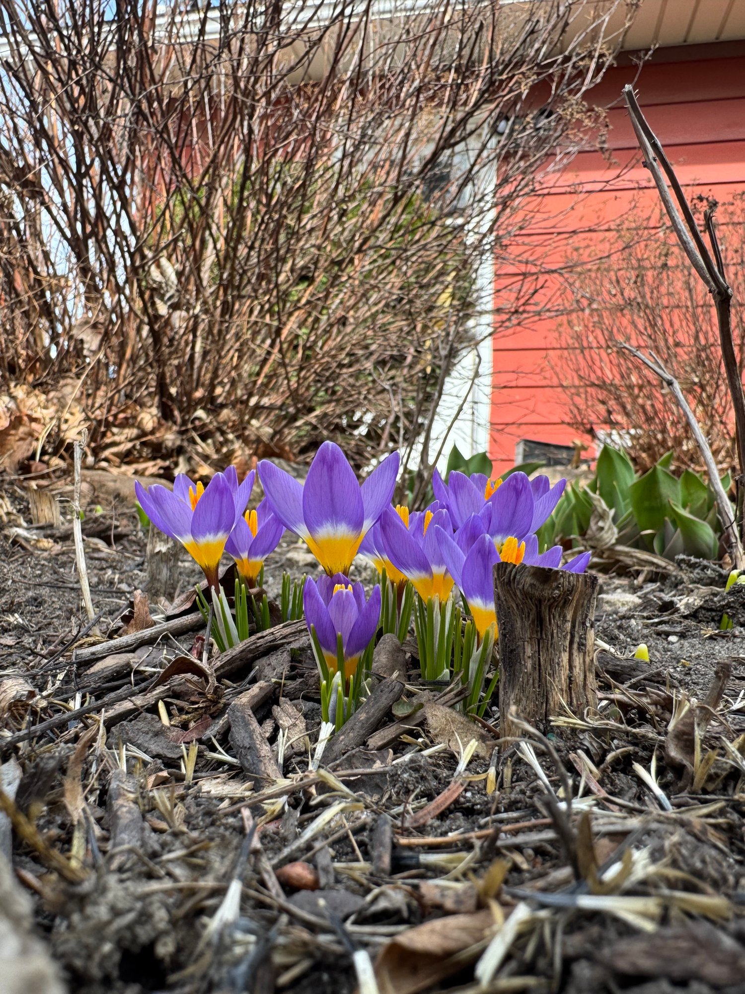 Crocus growing in the garden bed.