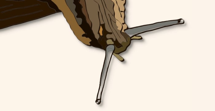 snail head with antenea