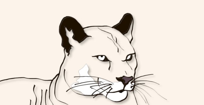 eyes and face of a mountain lion