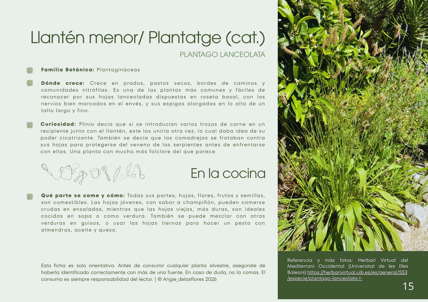 Ficha botánica del Llantén menor o Plantatge, Plantago lanceolata, planta silvestre comestible mediterránea, guía de identificación y usos culinarios en ensaladas, sopas y pesto
