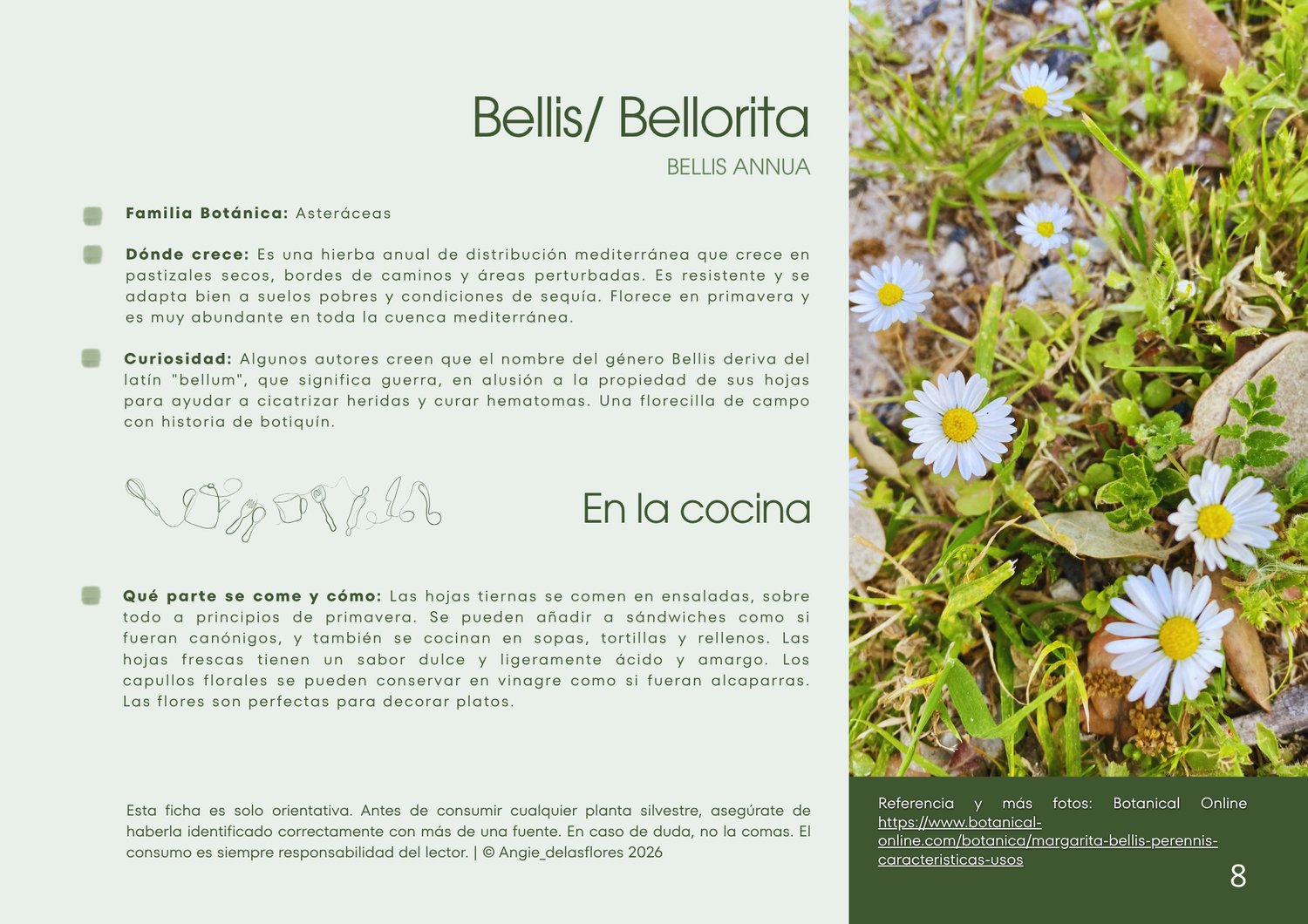 Ficha botánica de la Bellis annua o bellorita, planta silvestre comestible mediterránea con flores blancas y centro amarillo, guía de identificación y usos culinarios