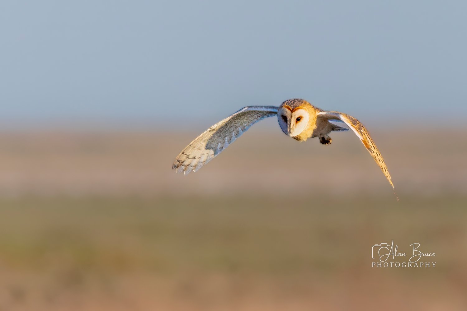 Barn Owl flying towards you hunting